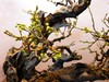 颐和园梅展