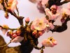 颐和园梅展