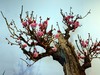 颐和园梅展