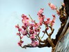 颐和园梅展
