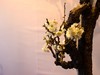 颐和园梅展