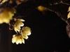 颐和园梅展