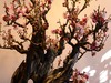 颐和园梅展