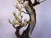 颐和园梅展