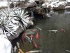 济南的雪