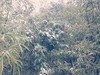 济南的雪