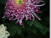 菊花帖  续二