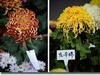 菊花帖  续二