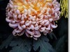 菊花帖  续二