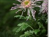 菊花帖  续二
