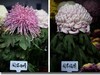 菊花帖  续二