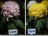 菊花帖  续二