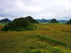 红高粱