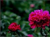 牡丹花