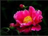 牡丹花