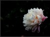 牡丹花
