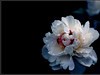 牡丹花