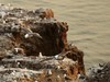 【海驴岛之行】—海鸥王国
