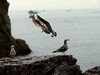 【海驴岛之行】—海鸥王国
