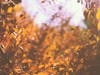 永诺50 1.8测试一组片