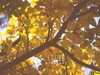 永诺50 1.8测试一组片