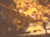 永诺50 1.8测试一组片