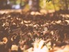 永诺50 1.8测试一组片