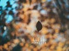 永诺50 1.8测试一组片