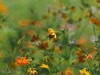 夏日里平凡的小花，却有着油画般的绚彩（折返柔光效果）