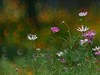 夏日里平凡的小花，却有着油画般的绚彩（折返柔光效果）