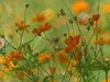 夏日里平凡的小花，却有着油画般的绚彩（折返柔光效果）