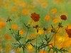 夏日里平凡的小花，却有着油画般的绚彩（折返柔光效果）