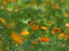 夏日里平凡的小花，却有着油画般的绚彩（折返柔光效果）