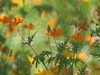 夏日里平凡的小花，却有着油画般的绚彩（折返柔光效果）