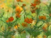 夏日里平凡的小花，却有着油画般的绚彩（折返柔光效果）