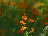 夏日里平凡的小花，却有着油画般的绚彩（折返柔光效果）