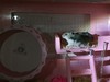 家里养的小仓鼠