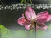 荷花大观