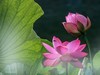 荷花大观