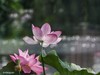 荷花大观