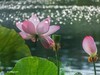 荷花大观