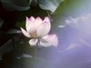 荷花大观