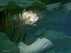 荷花大观
