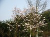 春暖花开