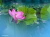 荷花大观