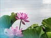 荷花大观