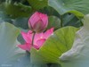 荷花大观