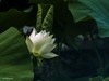 荷花大观