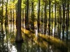郊 野 水 衫