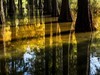 郊 野 水 衫